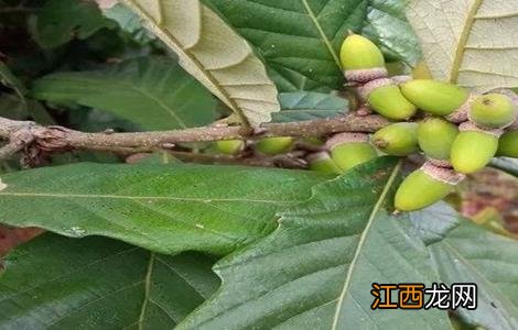 怎样种植橡子 橡皮树怎么种植方法