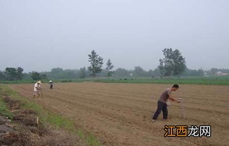 绿豆的施肥方法 绿豆怎样施肥