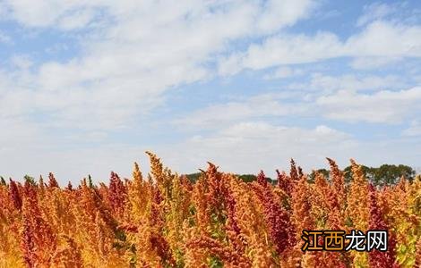 藜麦的种植技术 藜麦的种植技术要点