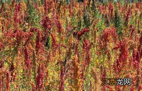 藜麦的种植技术 藜麦的种植技术要点