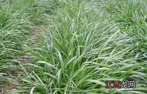 皇竹草的种植方法 皇竹草的种植方法和时间