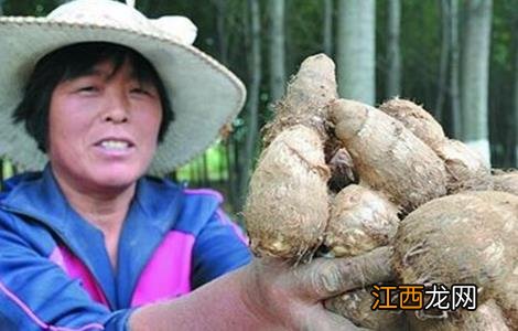 芋头的田间管理技术 芋头的中期田间管理