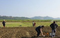 冬小麦种植技术 冬小麦种植技术与管理施肥