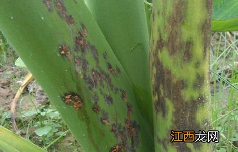芋头常见病虫害的防治方法 芋头病虫害的发生与防治