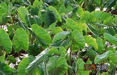 芋头的施肥技术 芋头种植施肥技术