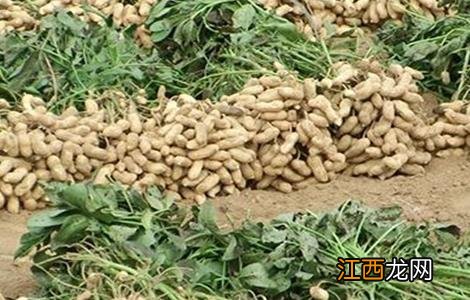 花生种植的田间管理 花生种植田间管理与施肥