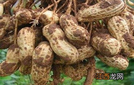 花生种植的田间管理 花生种植田间管理与施肥