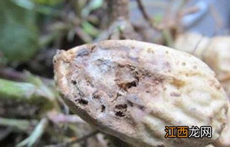 花生烂果的原因和防治方法 花生烂果的原因和防治方法是什么