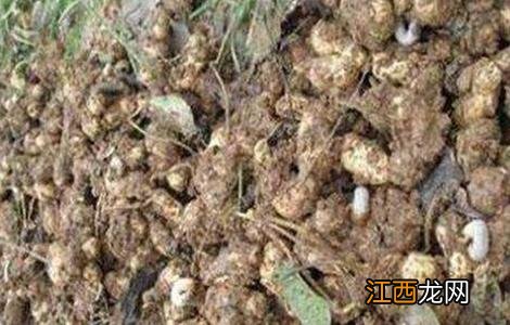 花生烂果的原因和防治方法 花生烂果的原因和防治方法是什么