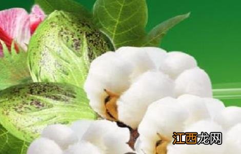 棉花铃期病害 怎样防治棉花烂铃