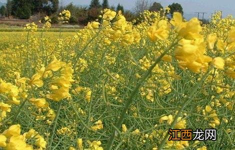 油花菜常见病害及防治 油花菜常见病害及防治方法