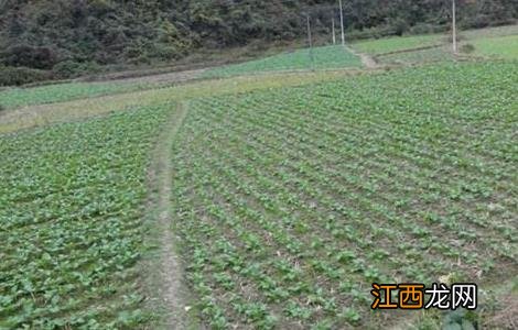 油花菜常见病害及防治 油花菜常见病害及防治方法