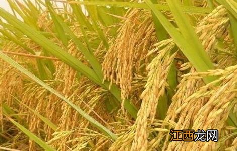 水稻齐穗期的管理方法 水稻穗期管理技术