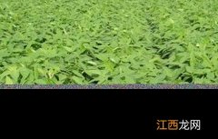 大豆为什么空荚多 大豆有限结荚和无限结荚区别