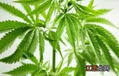 汉麻的种植方法视频 汉麻的种植方法