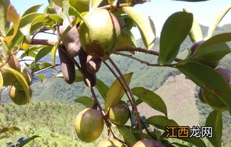 油茶树的种植方法与管理知识 油茶树的种植方法