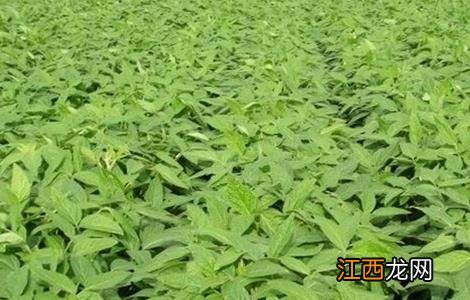 大豆高温危害的防治方法是 大豆高温危害的防治方法