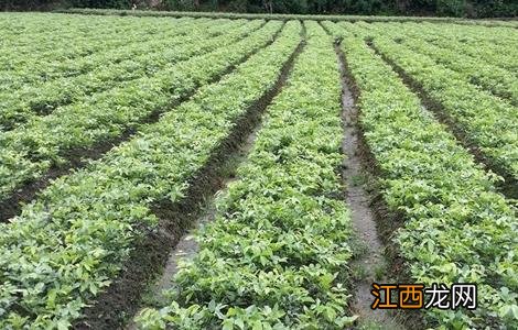 红豆种植需要注意什么 红豆的种植方法与时间