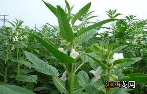 芝麻的种植方法和管理 芝麻种植的注意事项