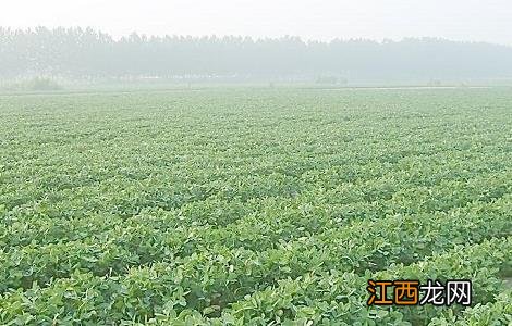 花生种植防治田鼠的方法有哪些 花生种植防治田鼠的方法有哪些呢