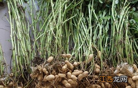 花生地膜覆盖栽培技术 花生地膜覆盖栽培技术