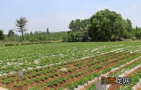 花生地膜覆盖栽培技术 花生地膜覆盖栽培技术