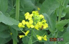 油菜种子价格及种植方法视频 油菜种子价格及种植方法