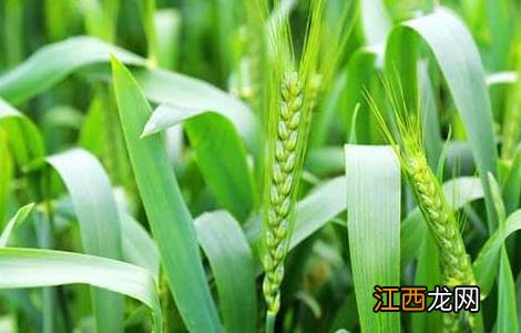 小麦种子价格及种植方法大全 小麦种子价格及种植方法