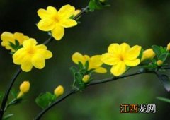 迎春花能家养吗 迎春花可以在家里养吗