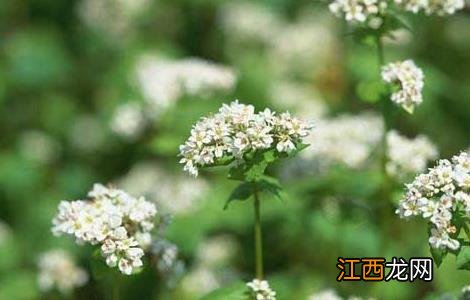 荞麦高产种植技术 荞麦高产栽培技术