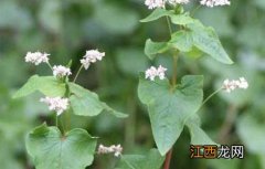 荞麦高产种植技术 荞麦高产栽培技术