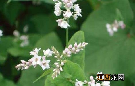 荞麦高产种植技术 荞麦高产栽培技术