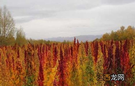 藜麦高产种植技术要点 藜麦高产种植技术