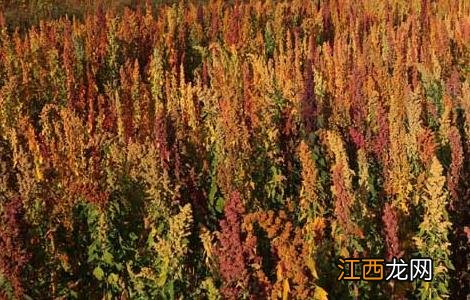 藜麦高产种植技术要点 藜麦高产种植技术