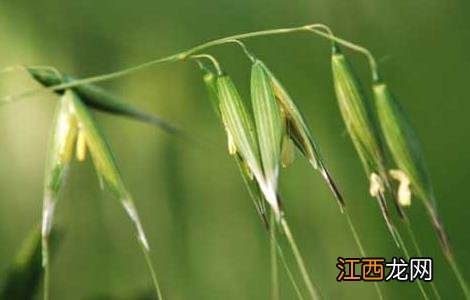 野燕麦是什么植物 野燕麦是什么植物图片