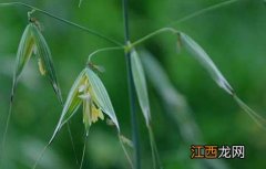 燕麦的种植时间和季节 燕麦的种植时间