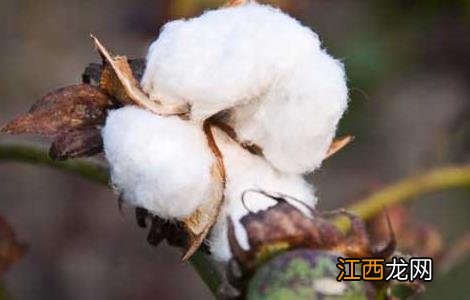 棉花种植技术宝典 棉花种植技术