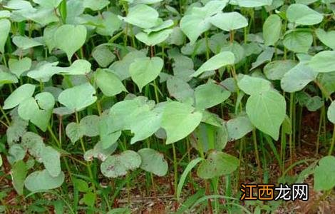 棉花种植时间是什么时候的 棉花种植时间是什么时候