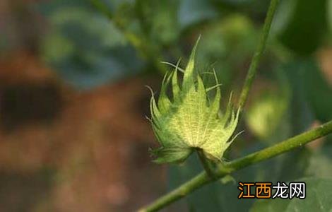 棉花种植时间是什么时候的 棉花种植时间是什么时候