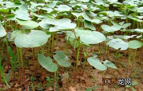 棉花种植时间是什么时候的 棉花种植时间是什么时候