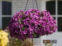 凤仙花怎么种 花怎么种