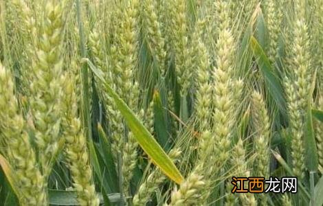 中国小麦种植区域划分及不同区域的种植条件