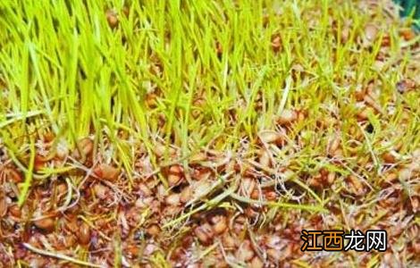 小麦胚芽油的作用 露安适亲子小麦胚芽油的作用