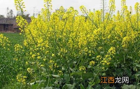 油菜高产栽培技术要点 油菜的高产栽培技术