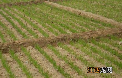 冬小麦优质高产栽培种植技术 冬小麦种植新技术