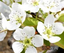 梨树花前打什么药花后打什么药 梨树花前打什么药