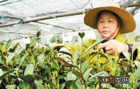 茶树如何预防倒春寒的方法 茶树如何预防倒春寒