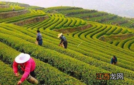 黄金叶茶叶种植前景 黄金茶的种植前景