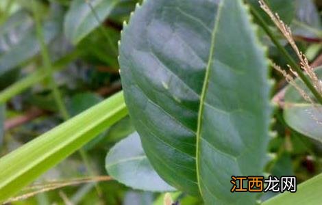 茶毛虫的防治方法 茶毛虫的防治方法有哪些