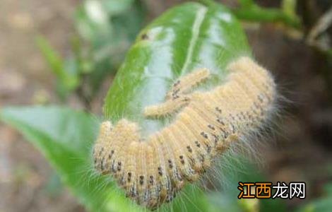 茶毛虫的防治方法 茶毛虫的防治方法有哪些